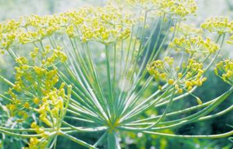 You Down with CBD? Ya, You Know&nbsp;Me!