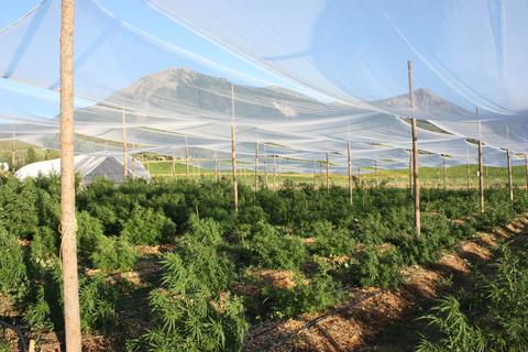 CBD Farm