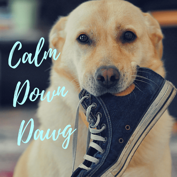 CBD For Your&nbsp;Pets